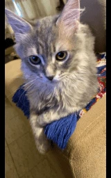 Кошка плащ Майнкрафт — скачать бесплатно