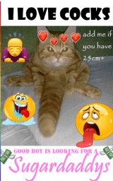 Кошка плащ Майнкрафт — скачать бесплатно