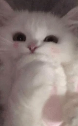 Животное плащ Майнкрафт — скачать бесплатно