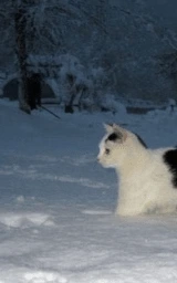 Животное плащ Майнкрафт — скачать бесплатно