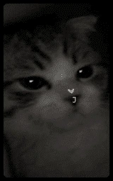Кошка плащ Майнкрафт — скачать бесплатно