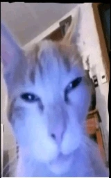 Кошка плащ Майнкрафт — скачать бесплатно
