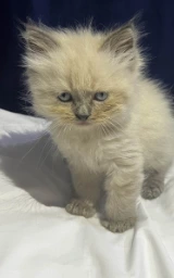 Кошка плащ Майнкрафт — скачать бесплатно