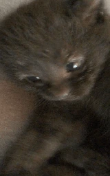 Кошка плащ Майнкрафт — скачать бесплатно