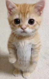 Кошка плащ Майнкрафт — скачать бесплатно