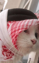 Кошка плащ Майнкрафт — скачать бесплатно