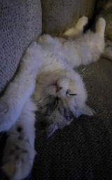 Кошка плащ Майнкрафт — скачать бесплатно