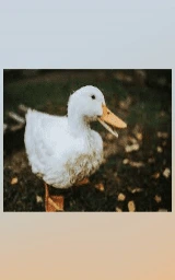 Утка плащ Майнкрафт — скачать бесплатно