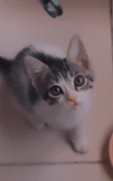 Кошка плащ Майнкрафт — скачать бесплатно