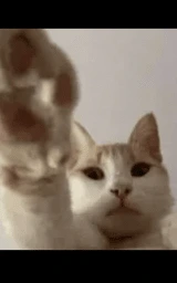 Кошка плащ Майнкрафт — скачать бесплатно