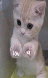 Кошка плащ Майнкрафт — скачать бесплатно