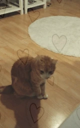 Кошка плащ Майнкрафт — скачать бесплатно