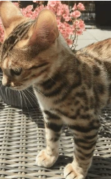 Кошка плащ Майнкрафт — скачать бесплатно
