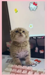 Кошка плащ Майнкрафт — скачать бесплатно