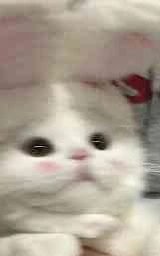 Кошка плащ Майнкрафт — скачать бесплатно
