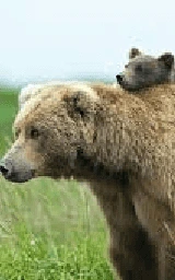 Медведь плащ Майнкрафт — скачать бесплатно