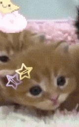 Кошка плащ Майнкрафт — скачать бесплатно