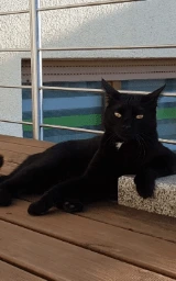 Кошка плащ Майнкрафт — скачать бесплатно