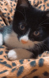 Кошка плащ Майнкрафт — скачать бесплатно