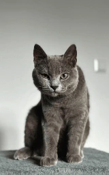 Кошка плащ Майнкрафт — скачать бесплатно
