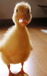 Животное плащ Майнкрафт — скачать бесплатно