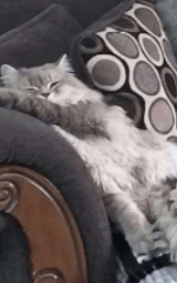 Кошка плащ Майнкрафт — скачать бесплатно