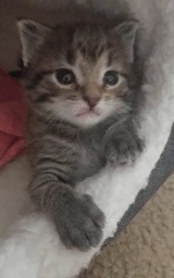 Кошка плащ Майнкрафт — скачать бесплатно