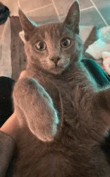 Кошка плащ Майнкрафт — скачать бесплатно