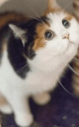 Кошка плащ Майнкрафт — скачать бесплатно