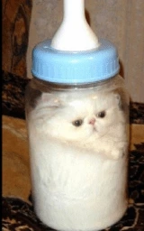 Кошка плащ Майнкрафт — скачать бесплатно