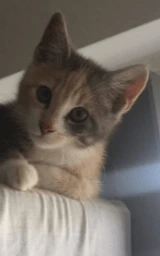 Кошка плащ Майнкрафт — скачать бесплатно