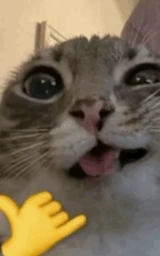 Кошка плащ Майнкрафт — скачать бесплатно