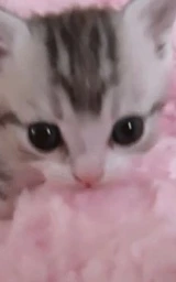 Животное плащ Майнкрафт — скачать бесплатно