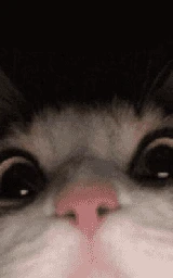 Кошка плащ Майнкрафт — скачать бесплатно