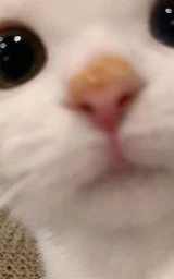 Кошка плащ Майнкрафт — скачать бесплатно