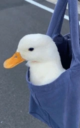 Утка плащ Майнкрафт — скачать бесплатно
