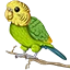 Budgie Network